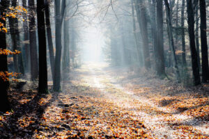 Autumn woods as the season changes